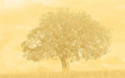 末世启示录全面攻略:生存、发展、战胜末世的秘诀