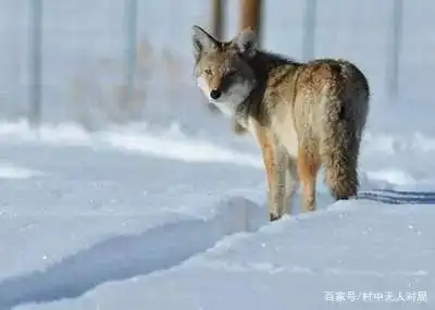 曹操为什么信任荀彧_荀攸与曹操的信任关系_曹操信任的人